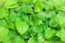 lemon balm