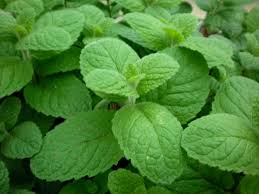 apple mint
